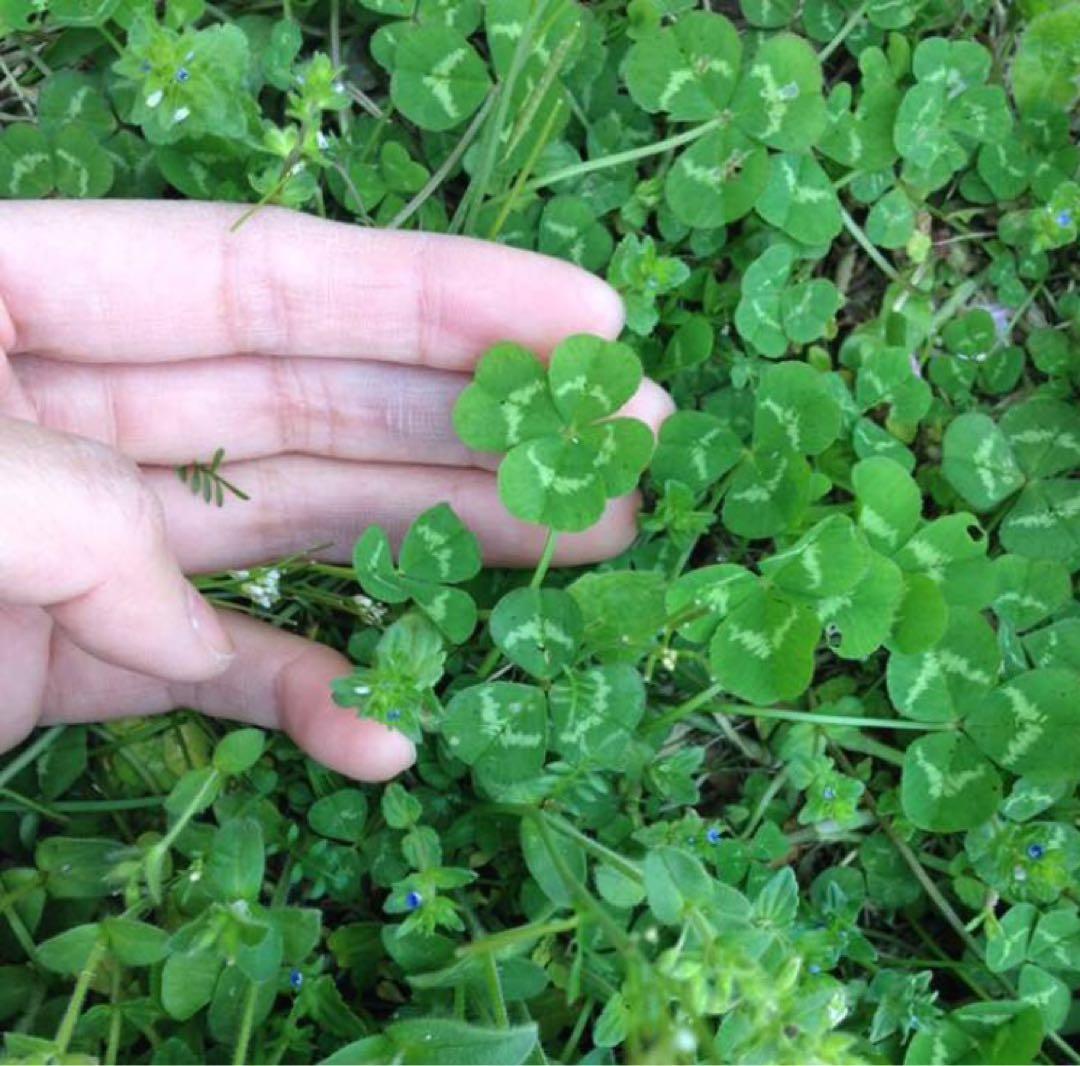Super Deal! Organic Clover Seeds (400+ seeds) - May Produce Four-Leaf Clovers! ◆ White Clover