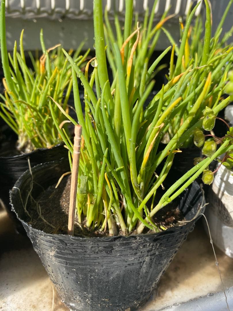 【Green Onion Seedlings】Pesticide-Free Long Green Onion Seedlings, Over 50 Small Seedlings