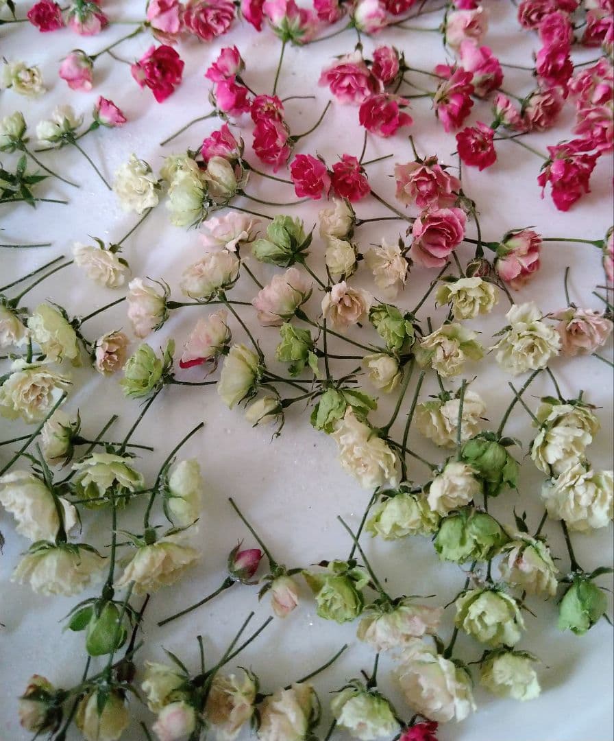 【Ships Immediately】Micro Mini Rose Dried Flower Abundant Handmade Flower Material Set
