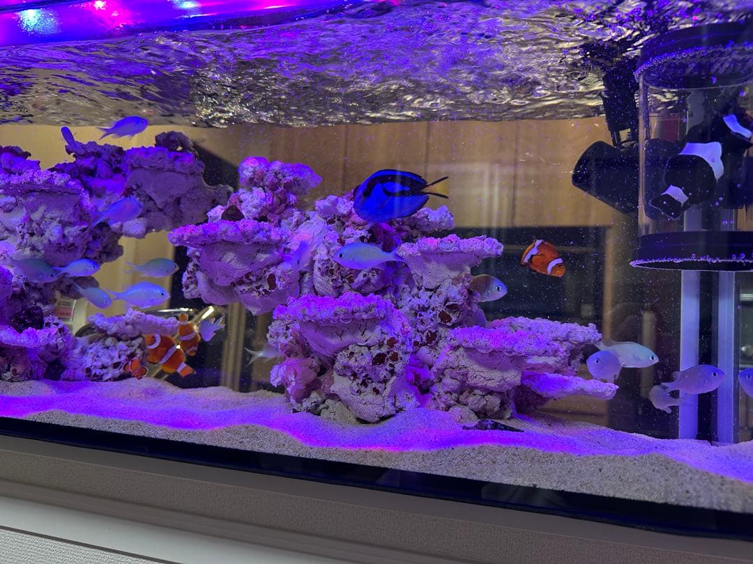aquarium set