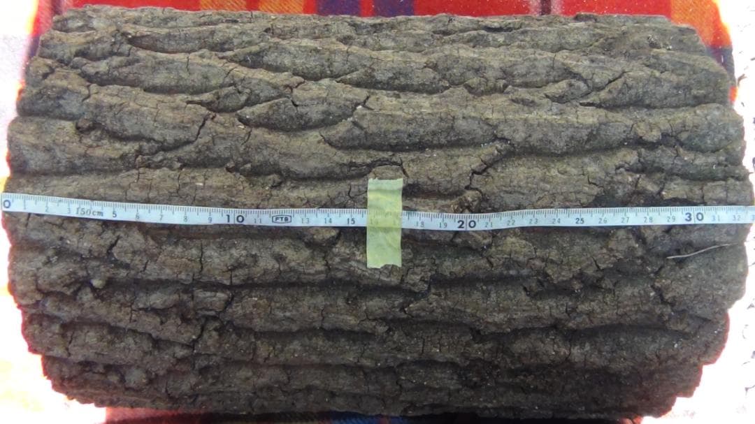 natural quercus