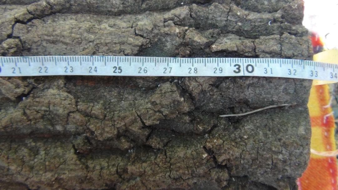 natural quercus