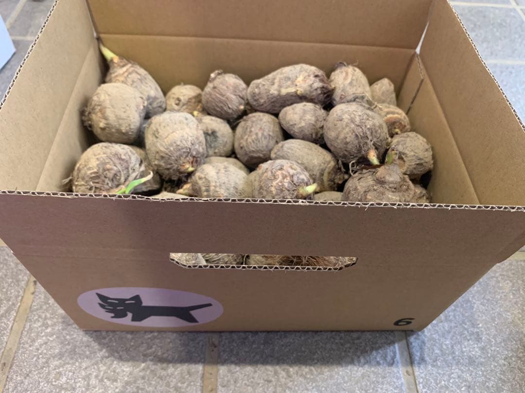 2.5kg Taro Seed Potatoes ?? Medium Size ???? Pesticide-Free Organic Cultivation, Deliciously Sticky ?
