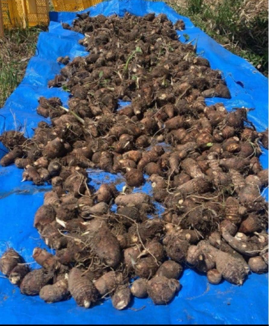 2.5kg Taro Seed Potatoes ?? Medium Size ???? Pesticide-Free Organic Cultivation, Deliciously Sticky ?