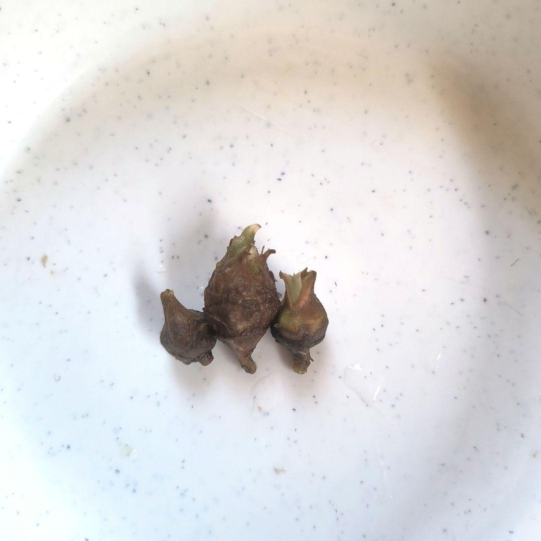Alocasia Amazonica Polly - 3 Corms (Product No. 12)