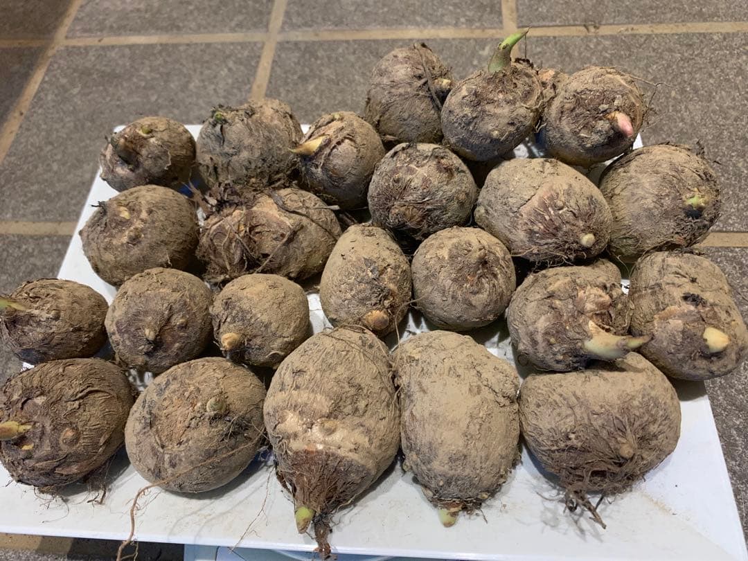 【Limited Edition 16-4 Sprouted Power Seed Potatoes】