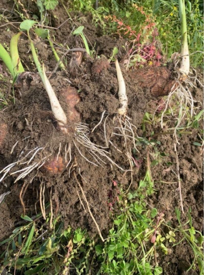 【Limited Edition 16-4 Sprouted Power Seed Potatoes】