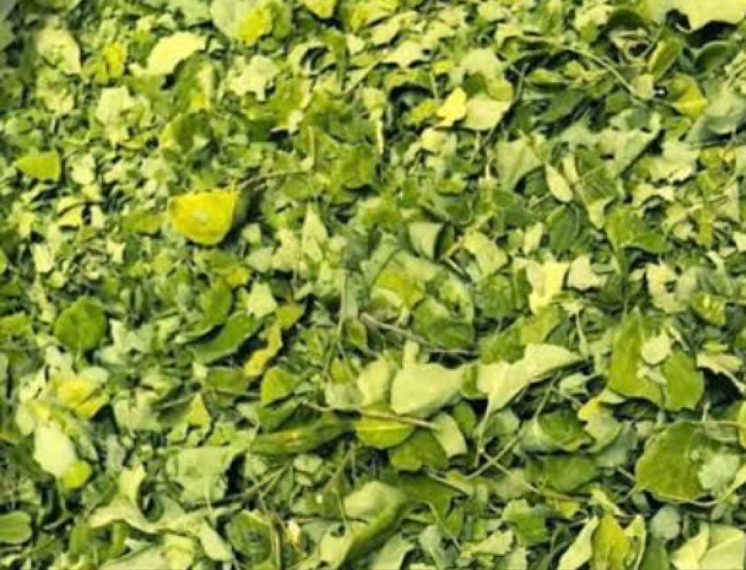 ☆moringa bath