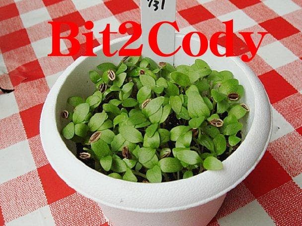 Okinawa Health Vegetable - Japanese Angelica Tree Seeds (100 seeds) - 300 JPY - A63