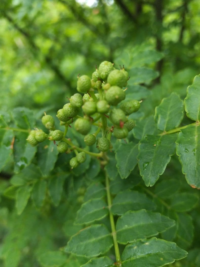 Sansho Pepper Berries 300g