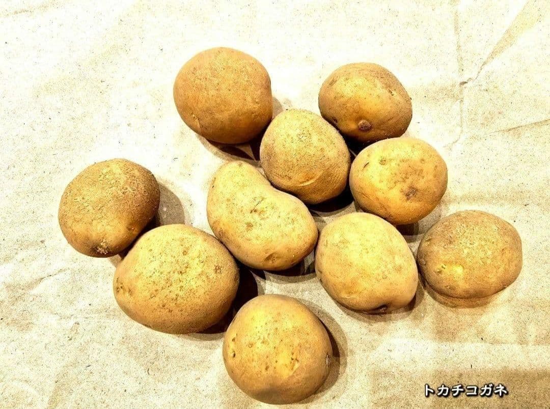 Seed Potatoes [Tokachi Kogane] Spring Planting, 5 pcs, Hokkaido Product, Home Garden, Potato Cultivation, Planter
