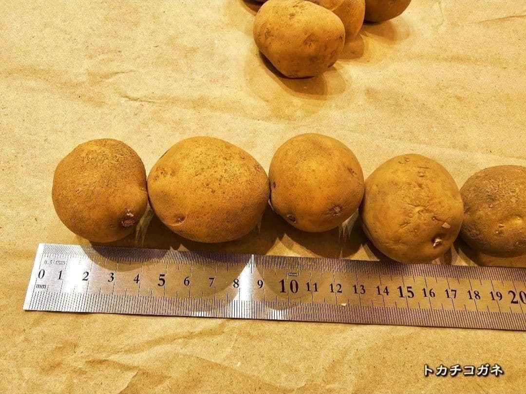 Seed Potatoes [Tokachi Kogane] Spring Planting, 5 pcs, Hokkaido Product, Home Garden, Potato Cultivation, Planter