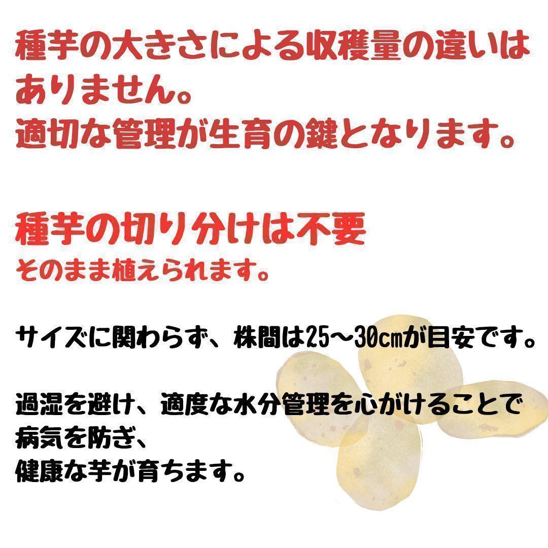 Seed Potatoes [Tokachi Kogane] Spring Planting, 5 pcs, Hokkaido Product, Home Garden, Potato Cultivation, Planter