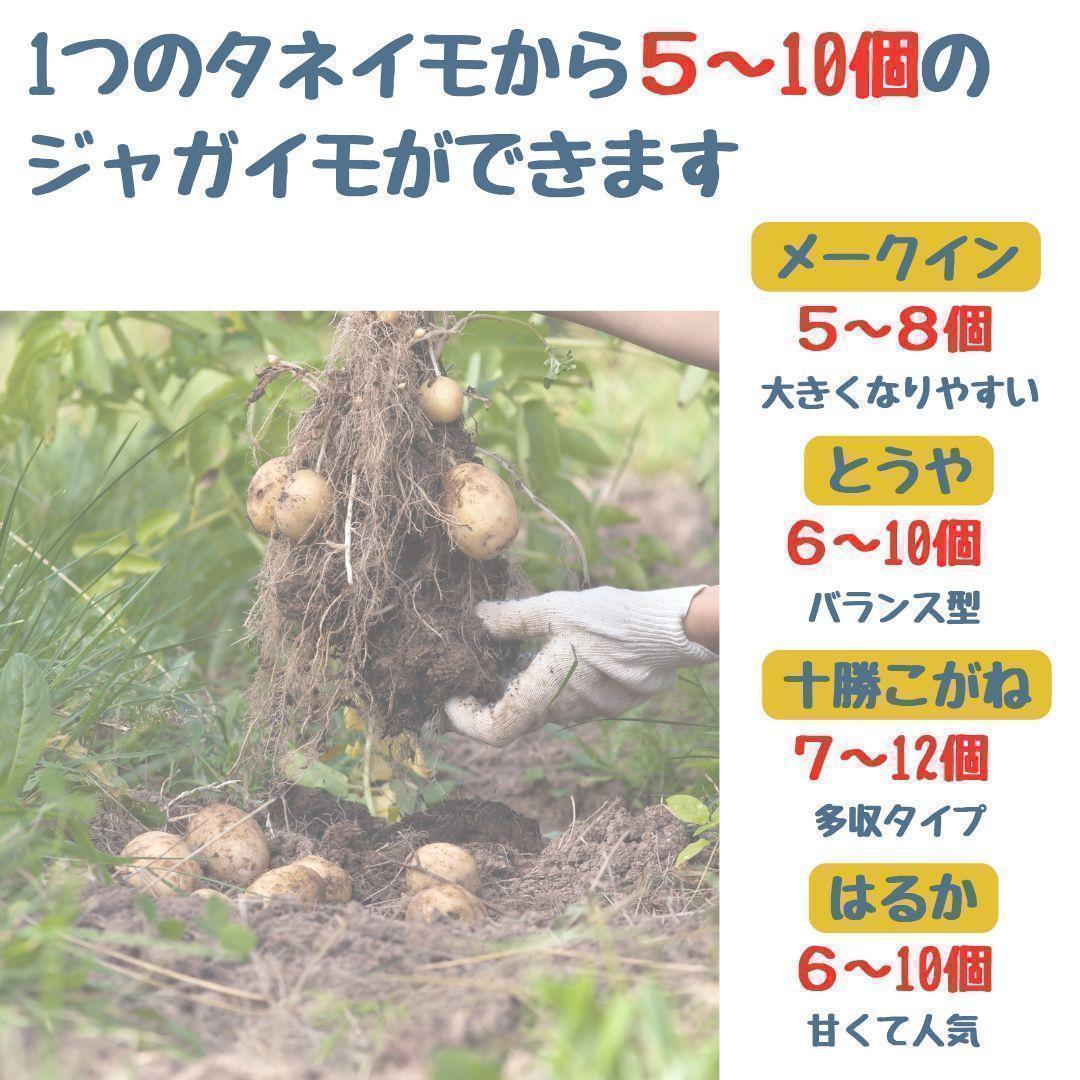 Seed Potatoes [Tokachi Kogane] Spring Planting, 5 pcs, Hokkaido Product, Home Garden, Potato Cultivation, Planter