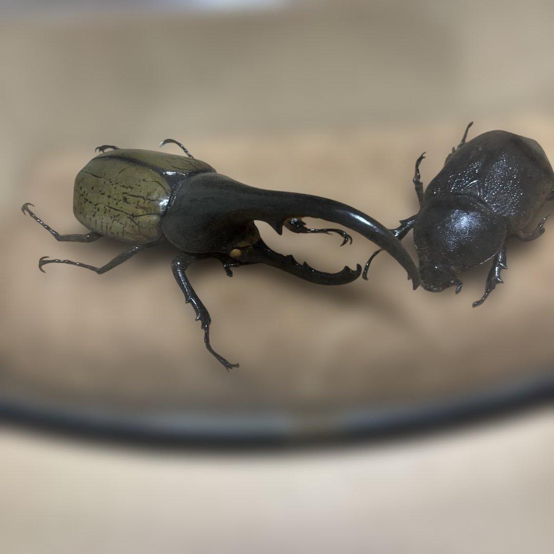 Hercules Beetle Pair Specimen Set (2 Insects)