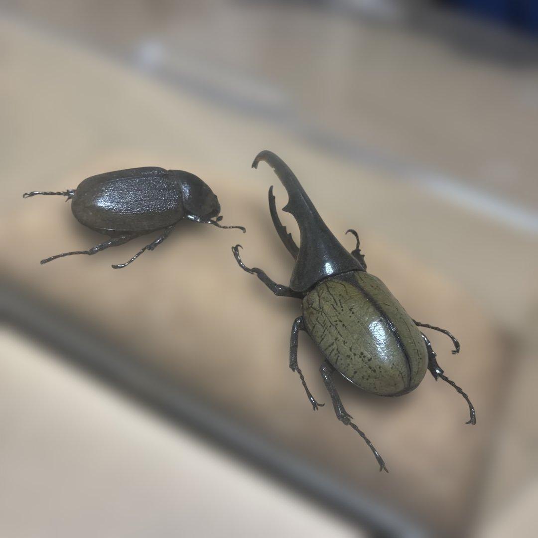 hercules beetle