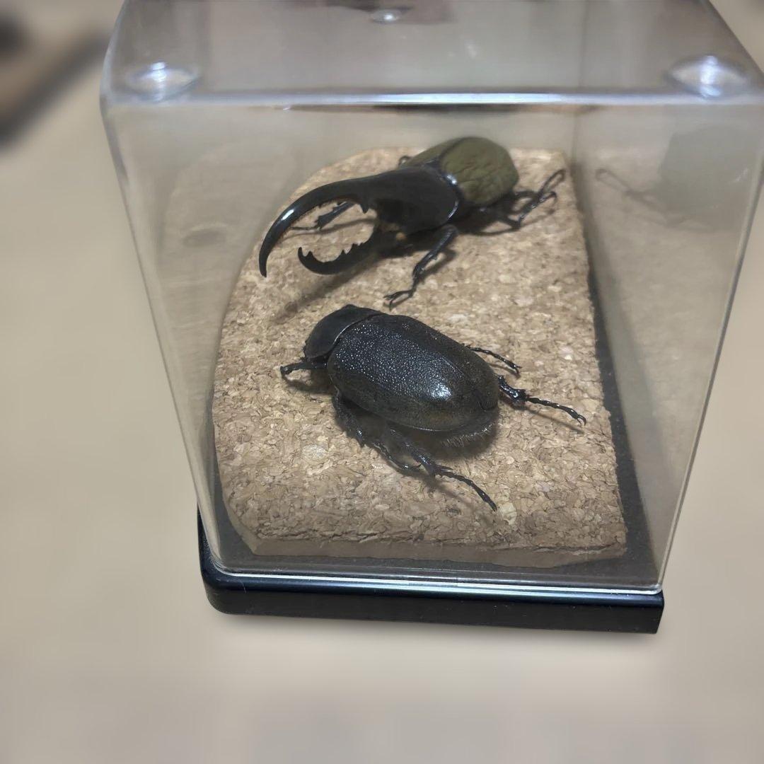 hercules beetle