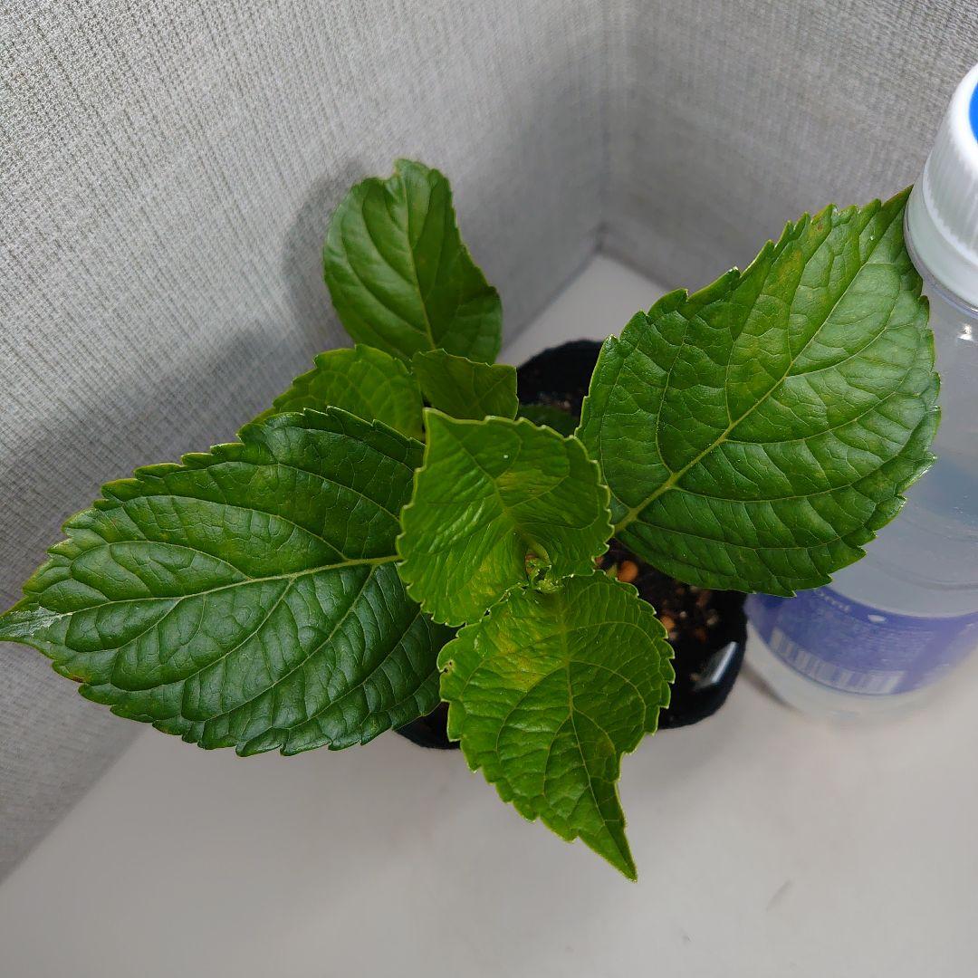 8. Hydrangea 