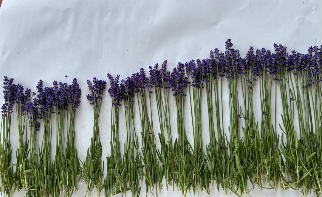 2026 Harvest Pre-order: L English Lavender, Freshly Picked (190 stems)