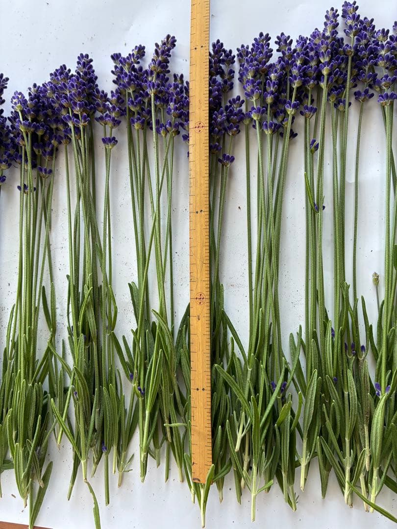 2026 Harvest Pre-order: L English Lavender, Freshly Picked (190 stems)
