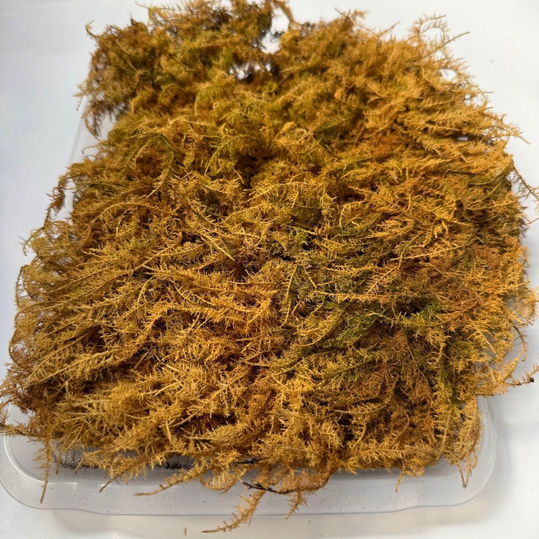 ??Mountain Moss - Shinobugoke??Yellow-brown moss sheet for decoration, shipping included