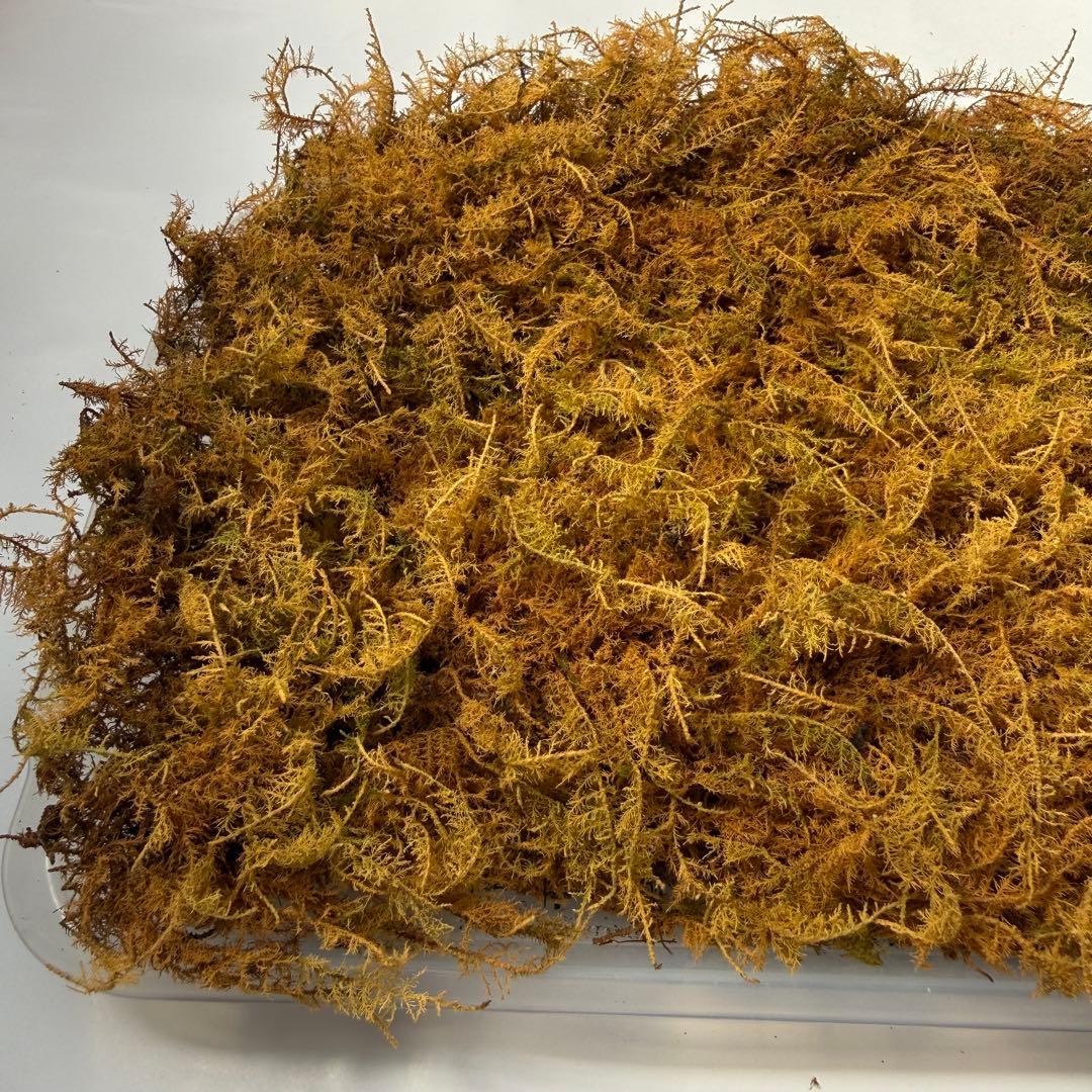 ??Mountain Moss - Shinobugoke??Yellow-brown moss sheet for decoration, shipping included