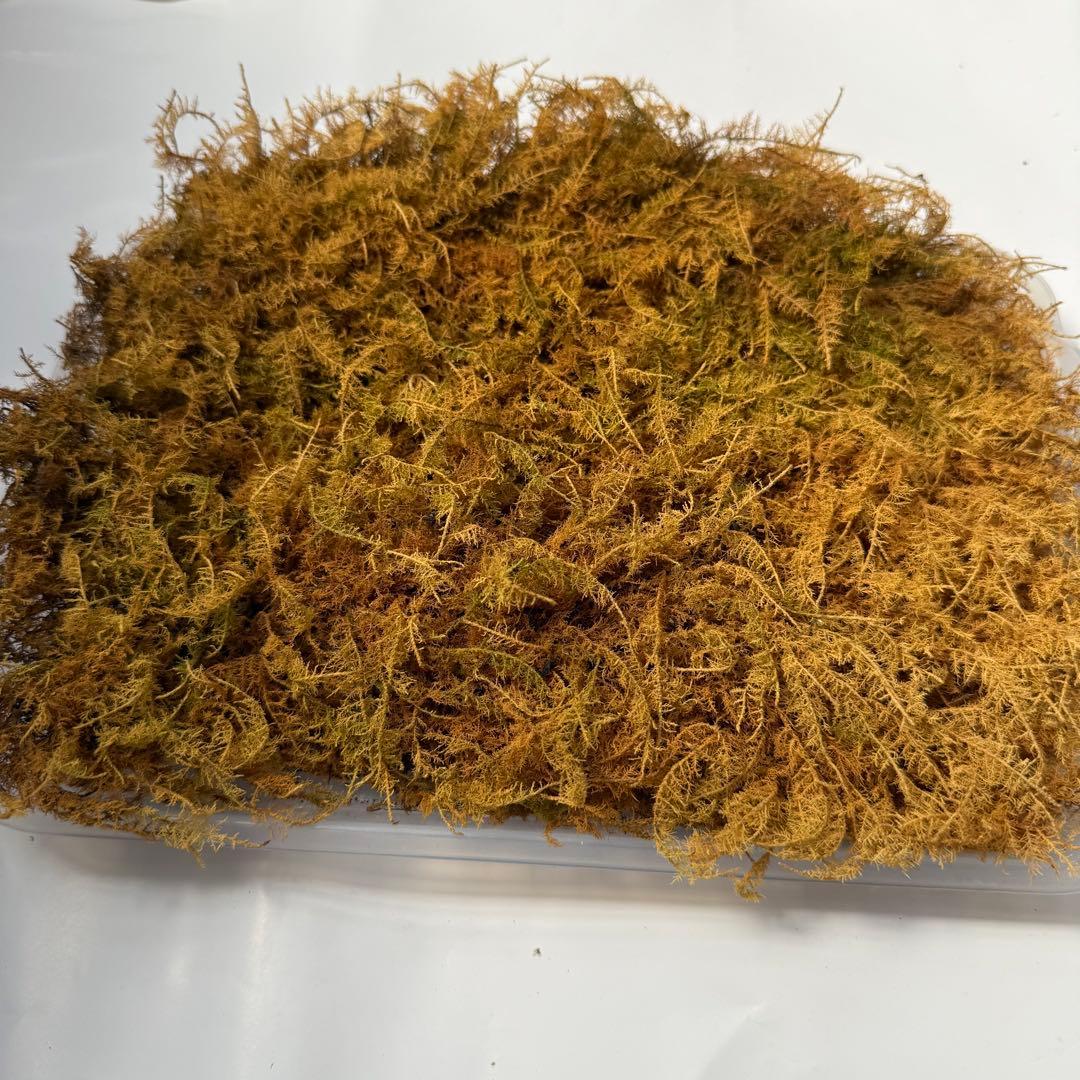 ??Mountain Moss - Shinobugoke??Yellow-brown moss sheet for decoration, shipping included