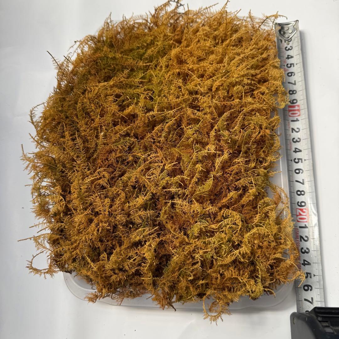 ??Mountain Moss - Shinobugoke??Yellow-brown moss sheet for decoration, shipping included