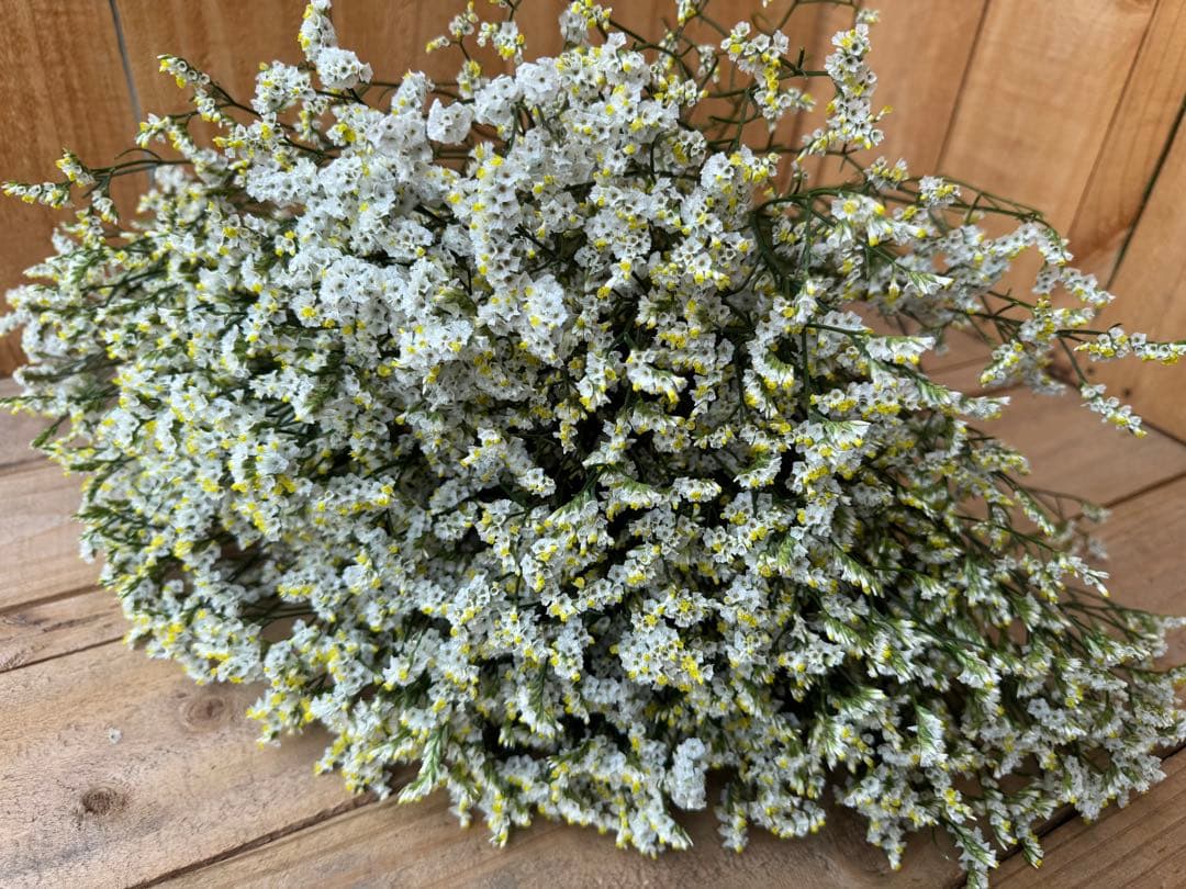 ?50 Stems [664] Bichon Frise HB Statice Fresh Flower Cut Flower Swag