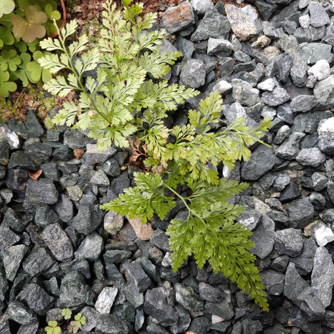Fern and Succulents