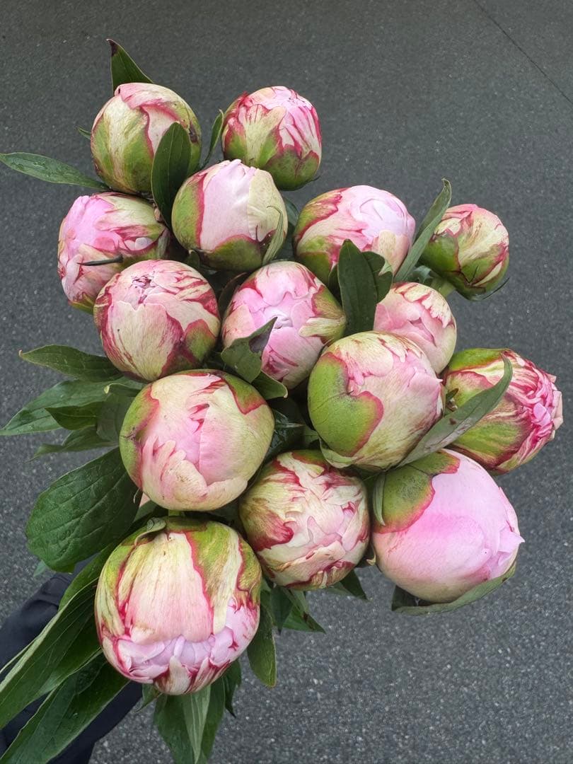 ?15 Stems [41] Sarah Bernhardt Peony Fresh Cut Flowers Pink