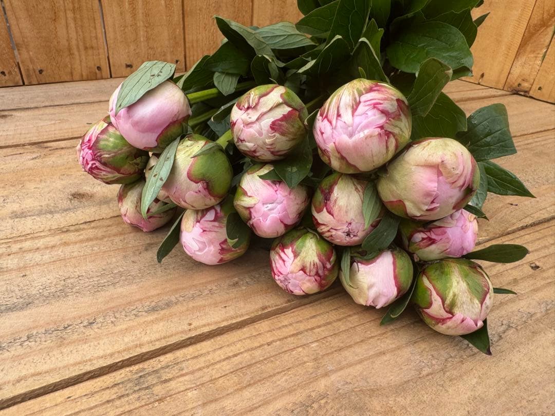 ?15 Stems [41] Sarah Bernhardt Peony Fresh Cut Flowers Pink