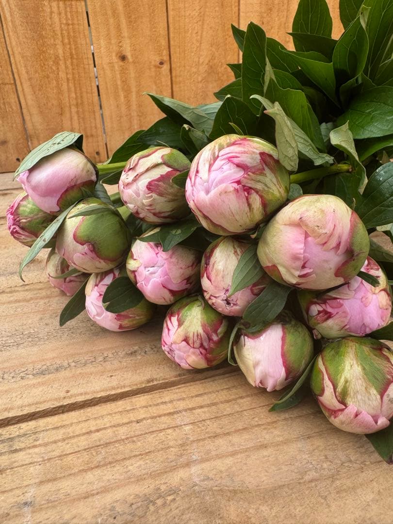 ?15 Stems [41] Sarah Bernhardt Peony Fresh Cut Flowers Pink