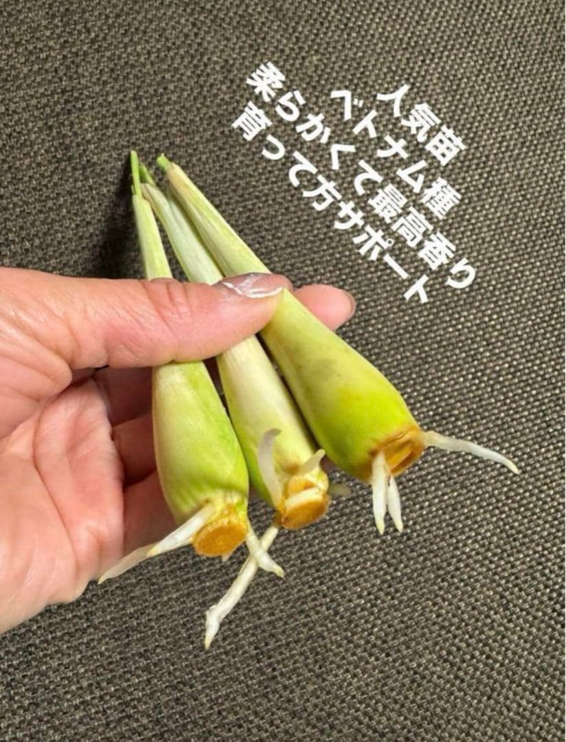 Vietnam's finest fragrant, soft lemongrass seedlings (3 pieces, various sizes)