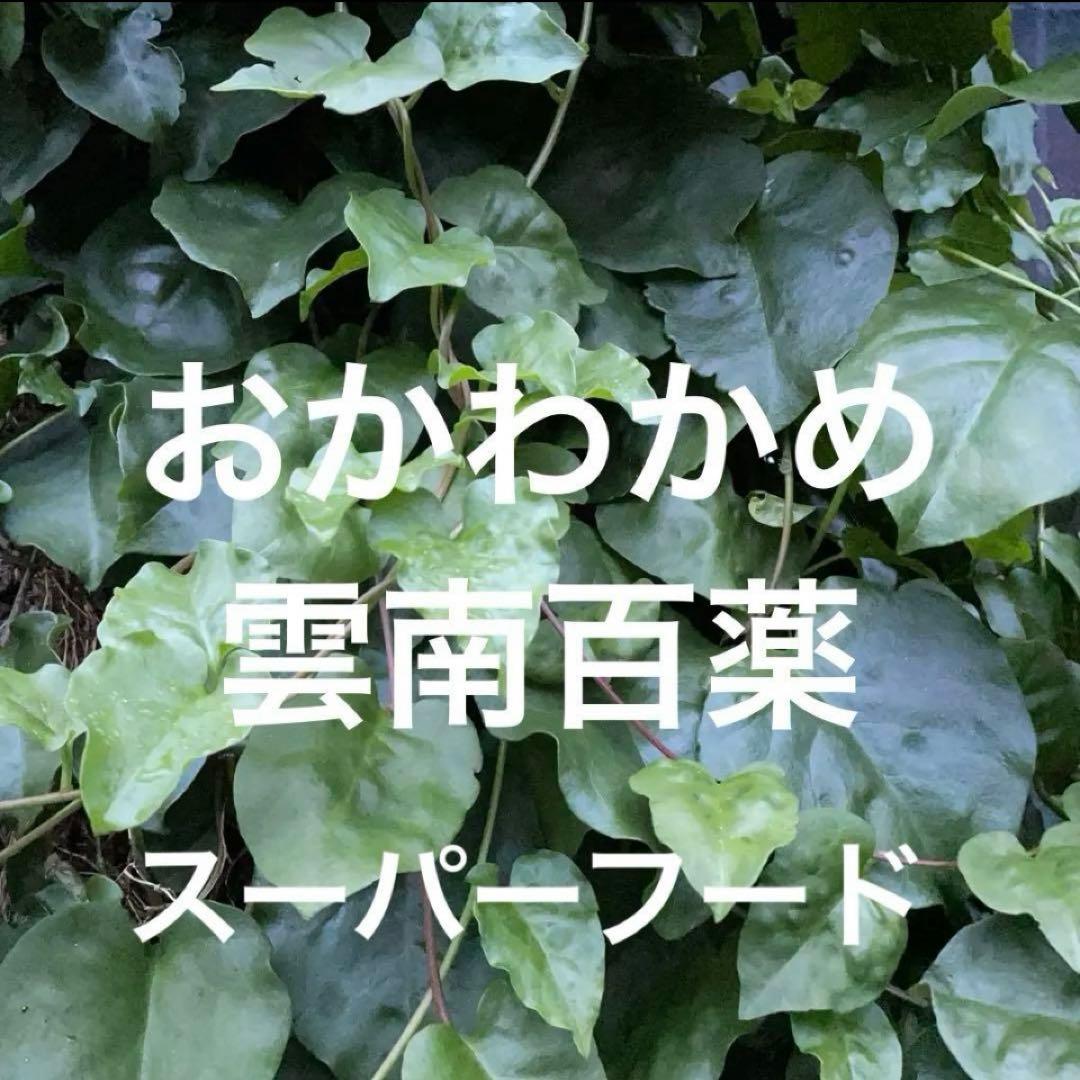 Okawakame (Okinawa Spinach) - Yunnan Baiyao Superfood - Edible Green Curtain [1 Seedling] 'N