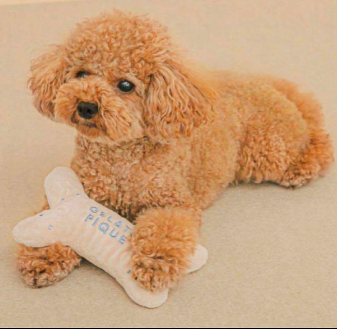 Gelato Pique Cat & Dog Bone-Shaped Nose Work Toy Pink