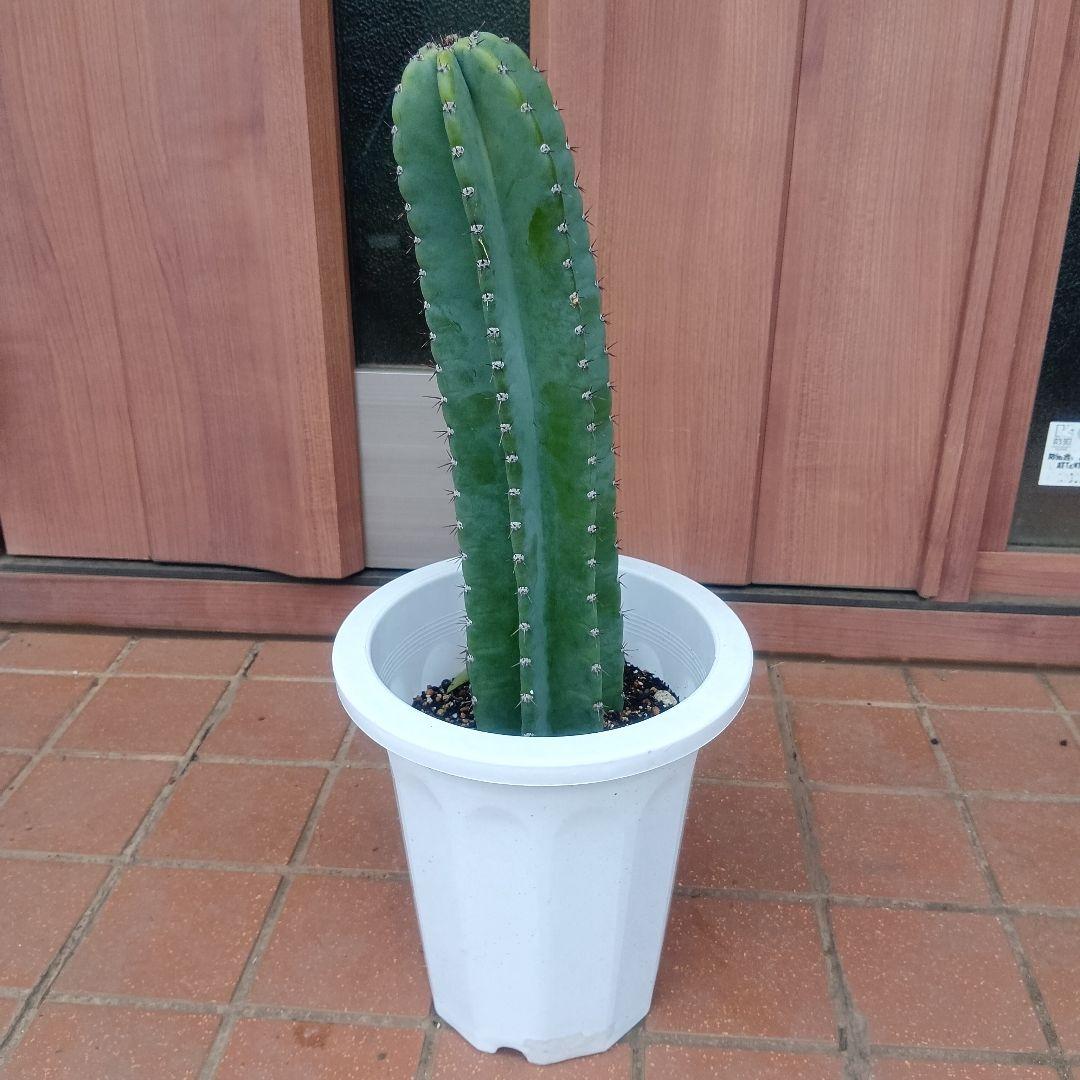 Demon Face Horn Seedling, Pot Included