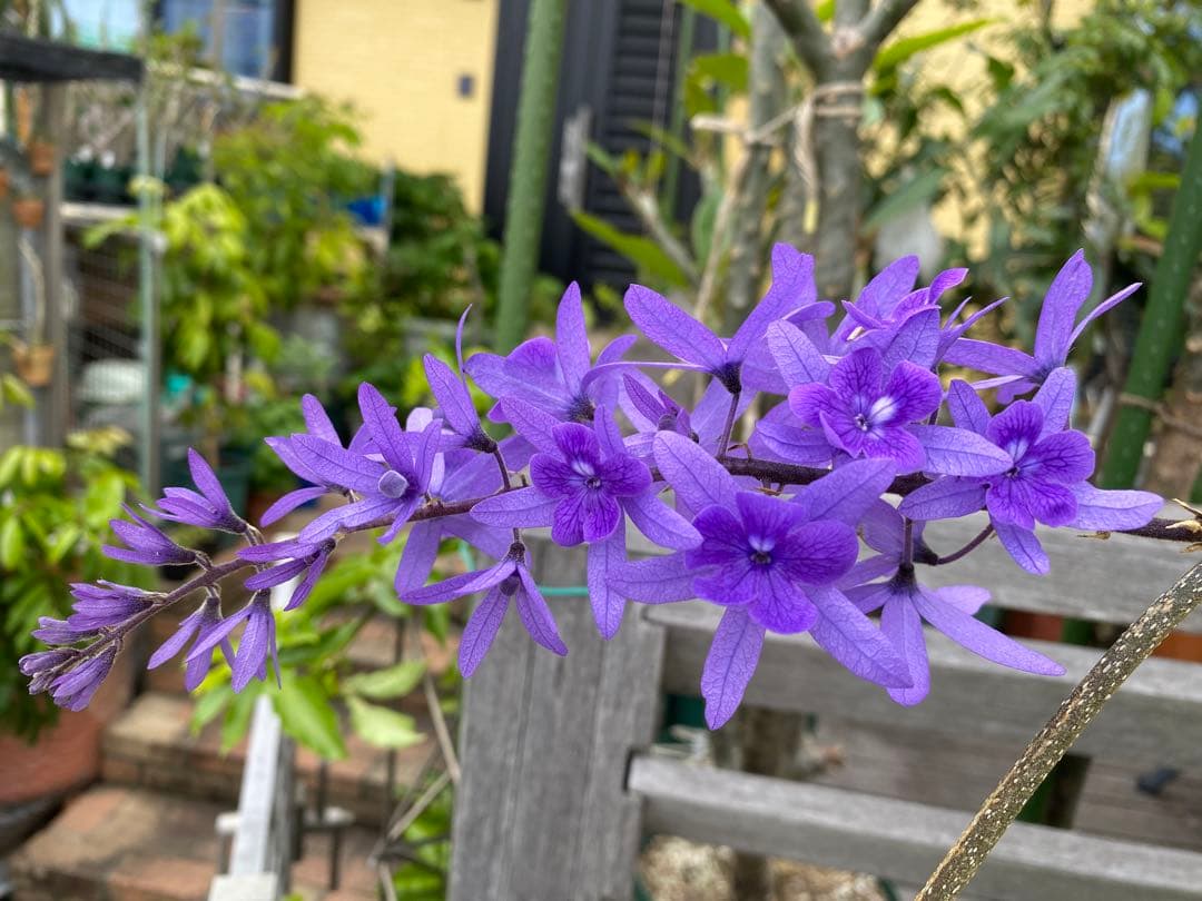 petrea volubilis