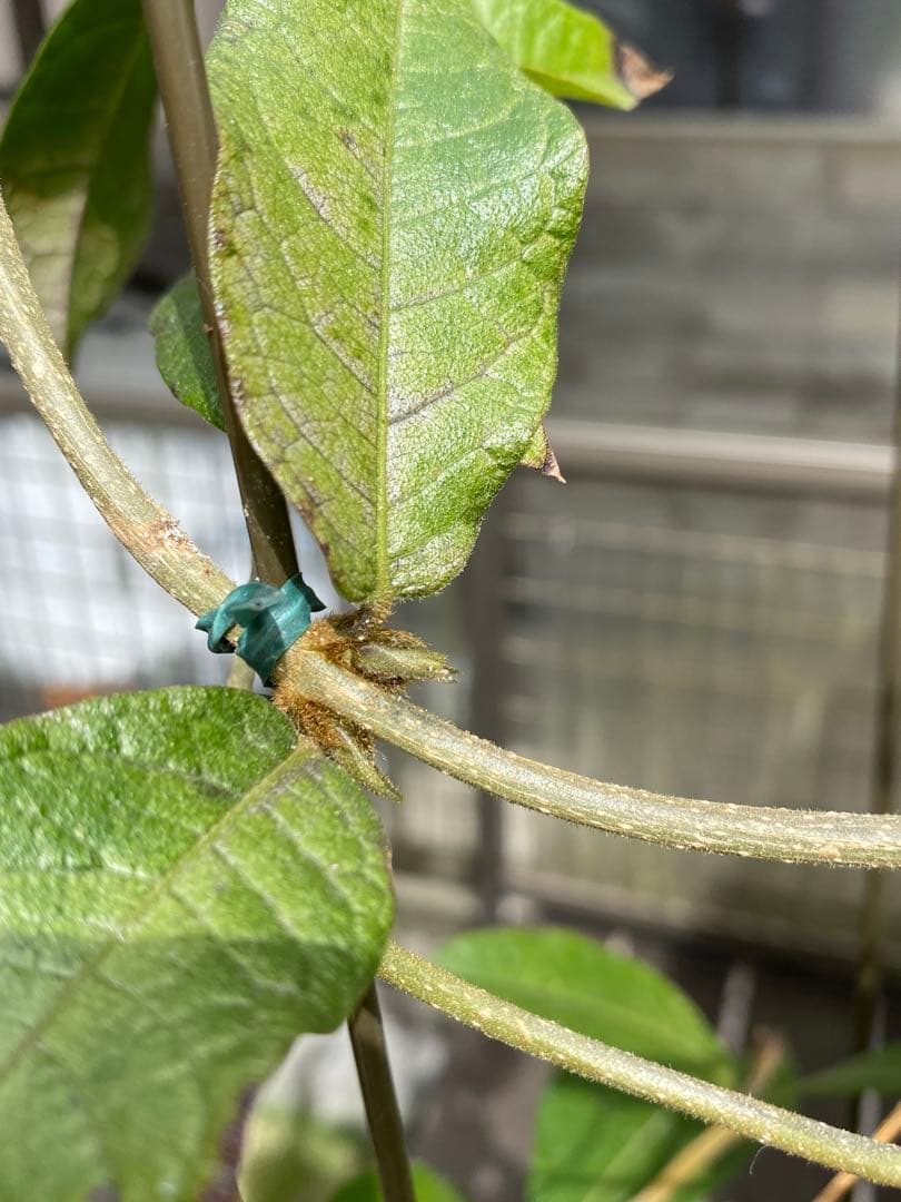 petrea volubilis