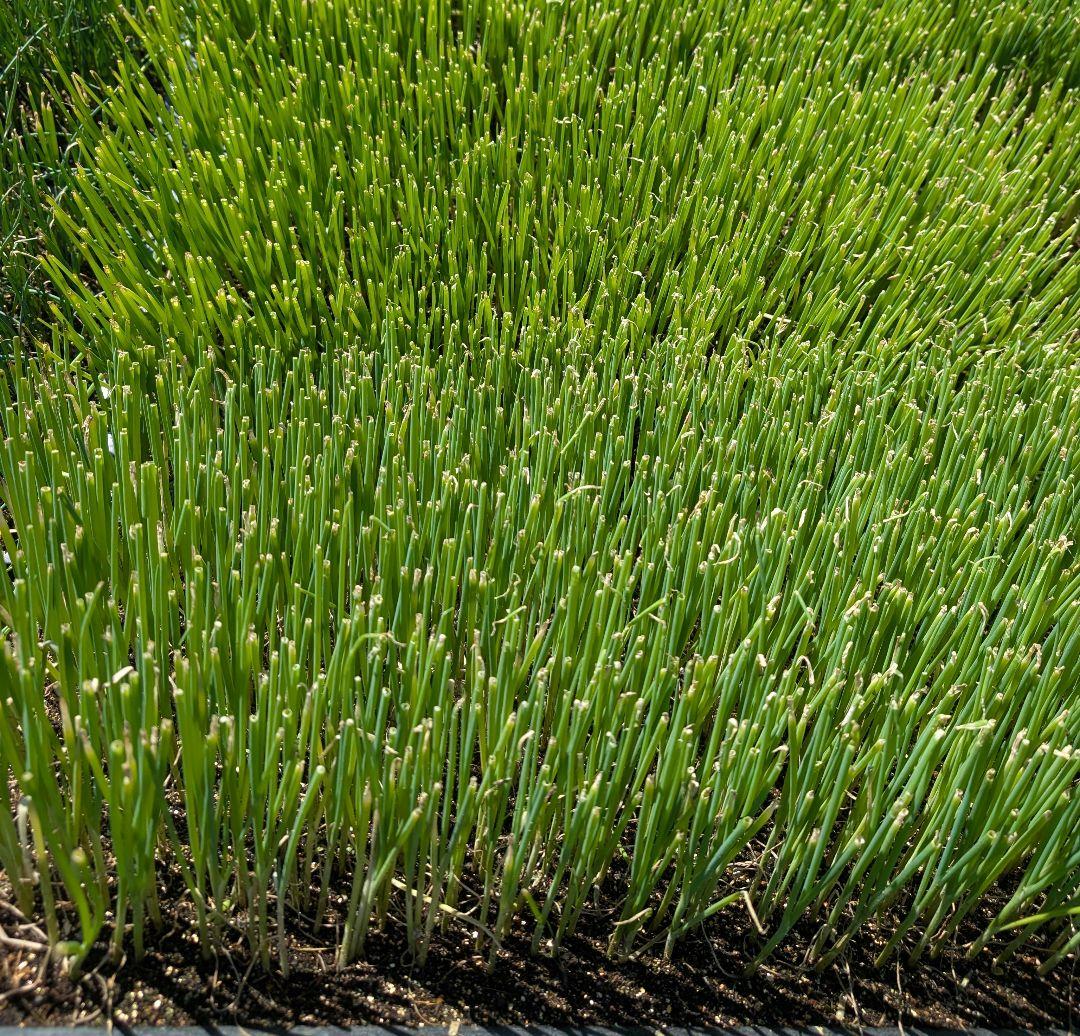 【Farmer's Special】Summer Treasure 90 pcs (Guaranteed 100 pcs) Green Onion Seedlings, 1-stalk Green Onion, White Green Onion, Long Green Onion