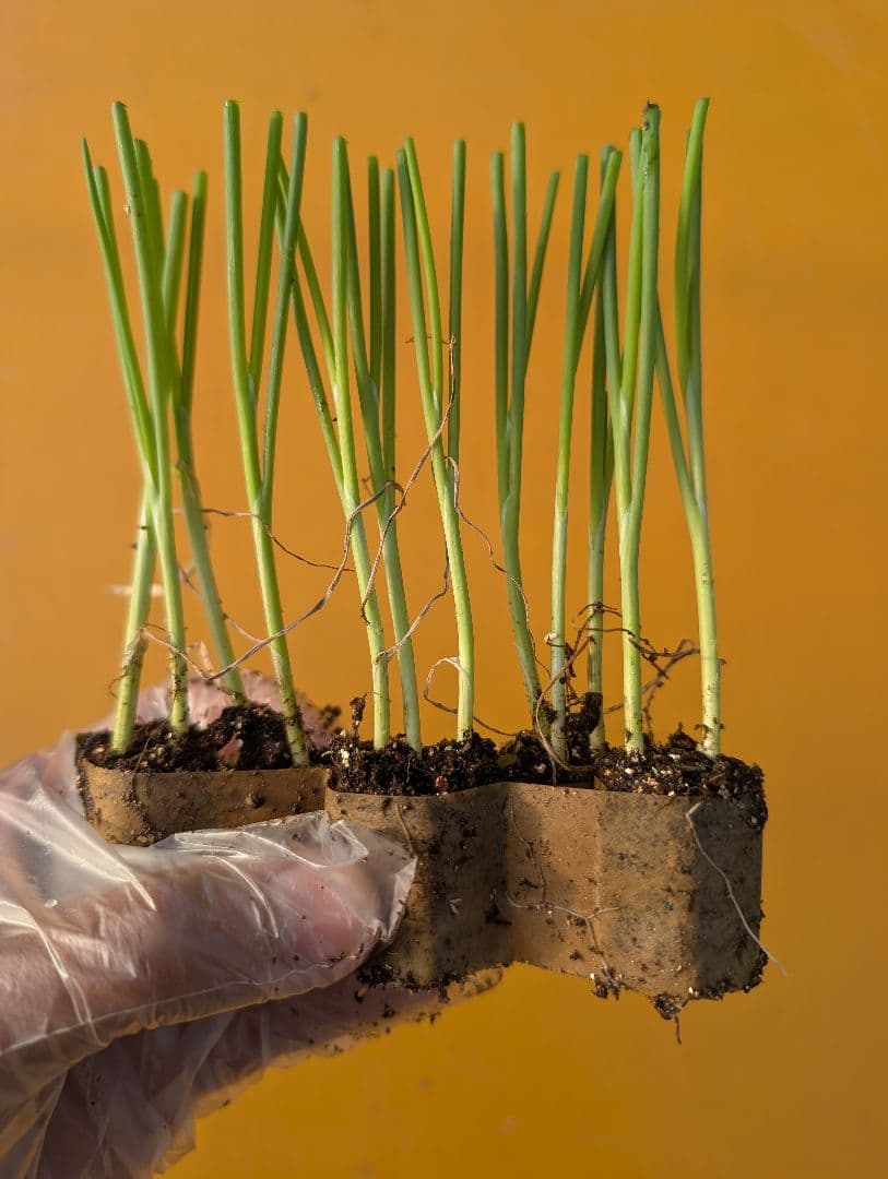 【Farmer's Special】Summer Treasure 90 pcs (Guaranteed 100 pcs) Green Onion Seedlings, 1-stalk Green Onion, White Green Onion, Long Green Onion