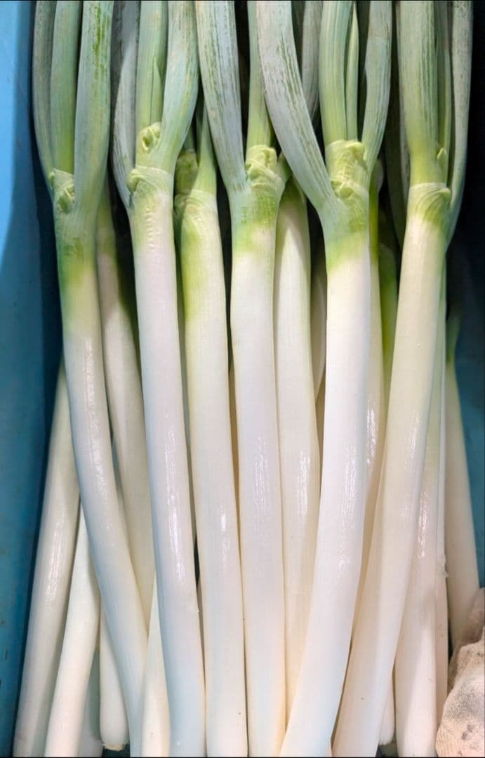 【Farmer's Special】Summer Treasure 90 pcs (Guaranteed 100 pcs) Green Onion Seedlings, 1-stalk Green Onion, White Green Onion, Long Green Onion