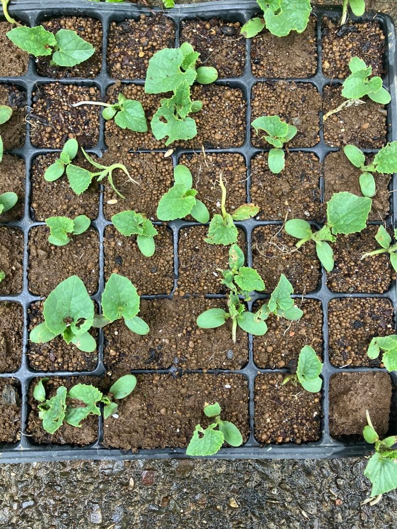 5 Sweet Melon Seedlings