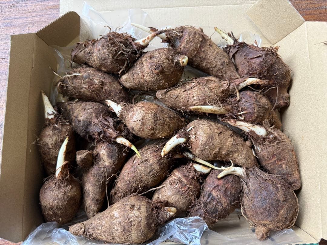Taro root (Ebimo) seed tubers, compact box, remaining 1 box