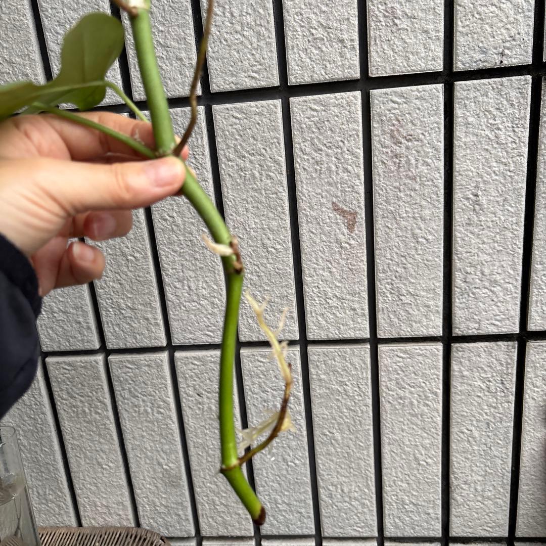 hime monstera