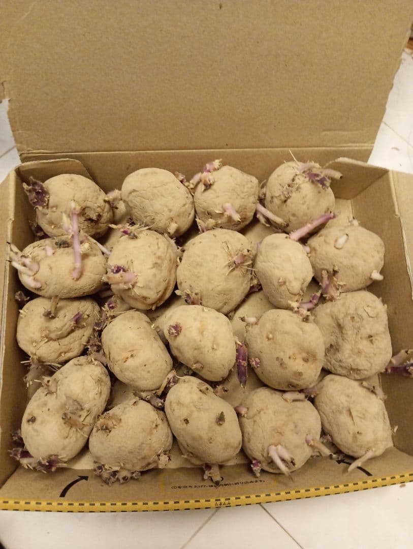 Baron variety seed potatoes, size M
