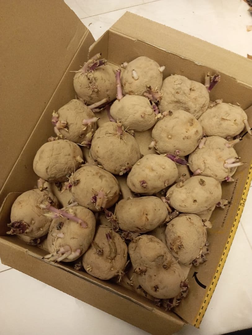 Baron variety seed potatoes, size M