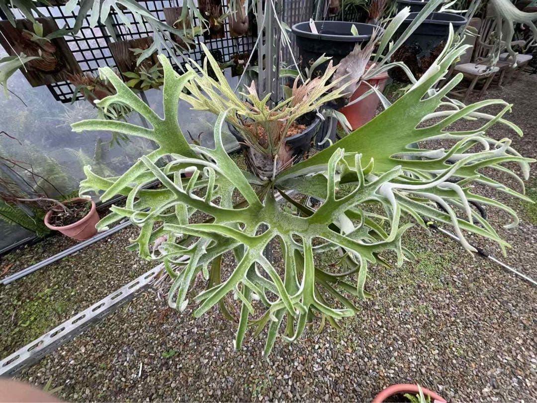 p.veitchii high finger pup large size