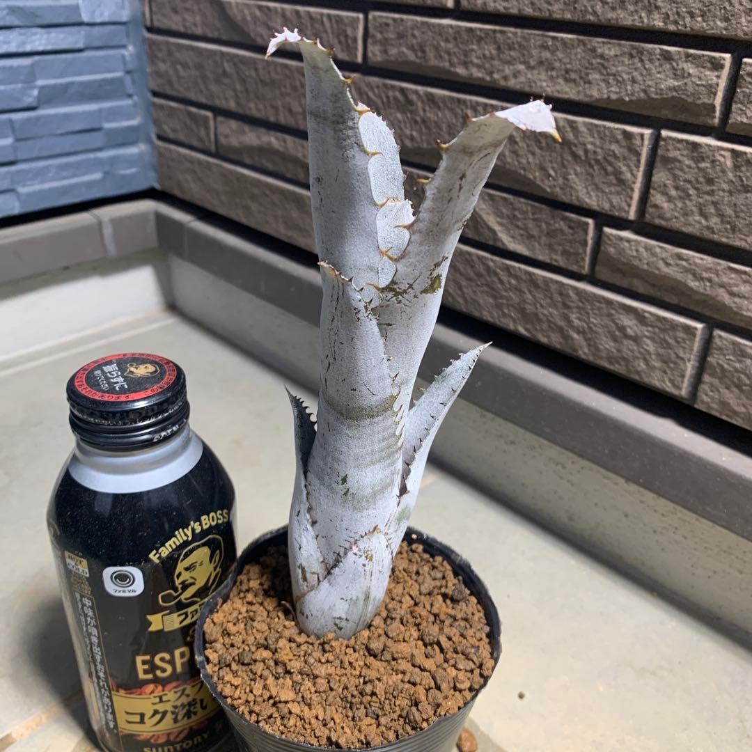 x Hohenmea Black Claw Monster