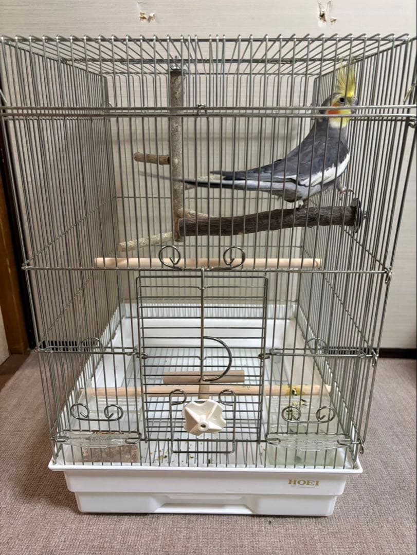 Medium-sized bird cage with wooden perch